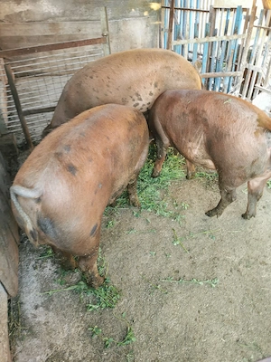 Vând porci