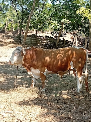 Taur bălțată românească 
