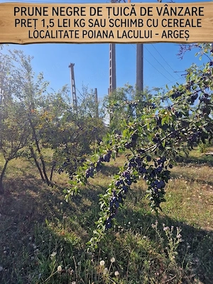 Vand prune negre