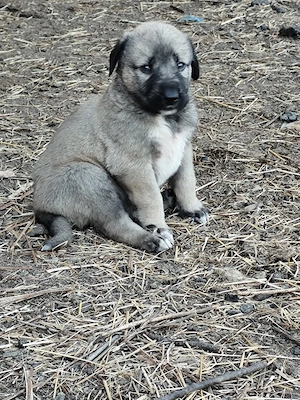Căței Kangal de vânzare  - imagine 4