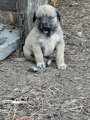 Căței Kangal de vânzare 