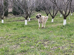 Căței Kangal de vânzare  - imagine 5