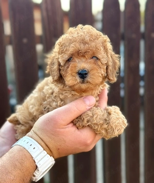 poodle toy fetițe  - imagine 3