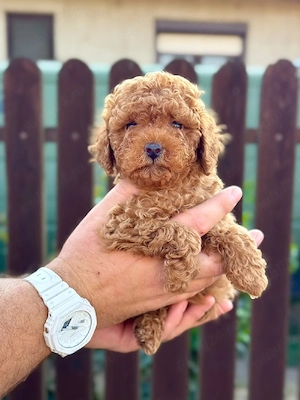 poodle toy fetițe  - imagine 4