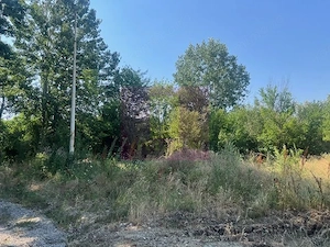 Teren Clinceni- Ordoreanu- langa Dig. - imagine 2