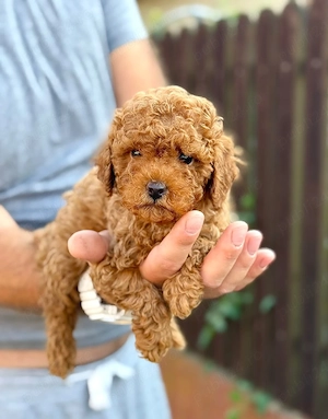poodle toy fetițe  - imagine 4