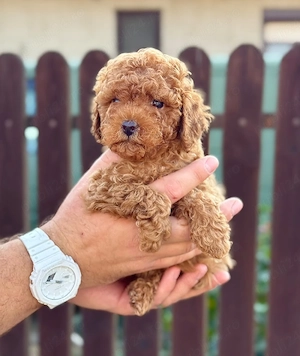 poodle toy fetițe  - imagine 2