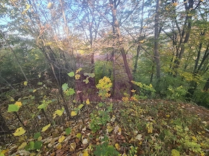 Teren intravilan de vanzare in Telega - imagine 3