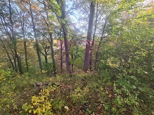Teren intravilan de vanzare in Telega - imagine 4