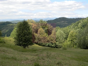Teren intravilan de vanzare in Telega - imagine 7
