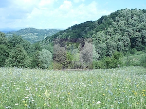 Teren intravilan de vanzare in Telega - imagine 5