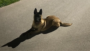 ciobanesc belgian malinois 9 luni
