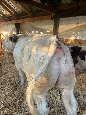 vand taur belgian de prasila  - imagine 3