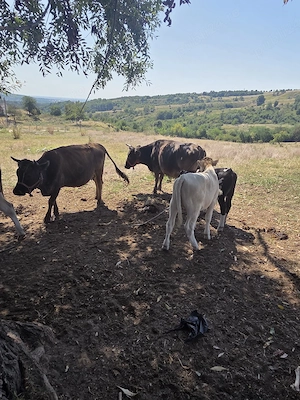 Vaci cu vitei 
