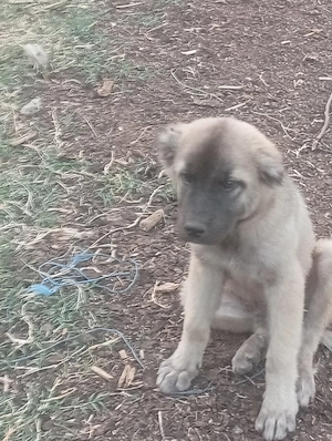 Vind căței kangal 100e - imagine 4