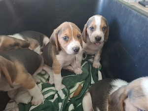Catelusi Beagal 