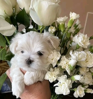 Bichoni maltezi mini toy 