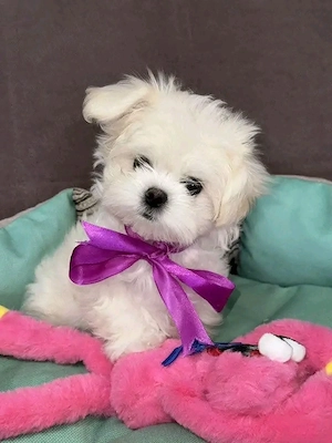 Puiuți superbi de Bichon maltez mini toy  - imagine 2
