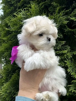 Puiuți superbi de Bichon maltez mini toy 