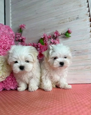 Puiuți superbi de Bichon maltez mini toy 