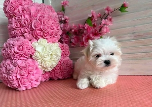 Puiuți superbi de Bichon maltez mini toy  - imagine 2