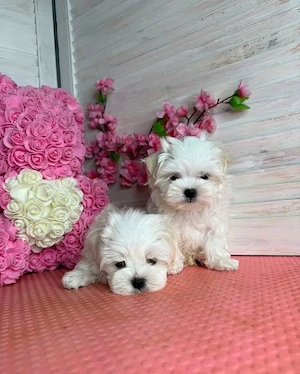 Puiuți superbi de Bichon maltez mini toy  - imagine 3