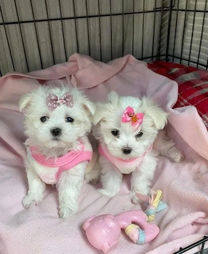 Puiuți superbi de Bichon maltez mini toy 