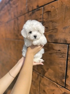 Puiuți superbi de Bichon maltez mini toy  - imagine 5