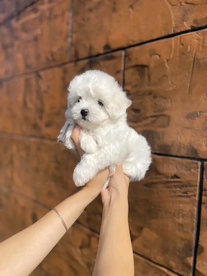 Puiuți superbi de Bichon maltez mini toy  - imagine 4