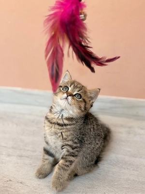 British Shorthair Golden Tabby