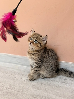British Shorthair Golden Tabby