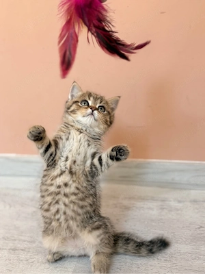 British Shorthair Golden Tabby