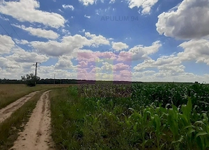 Teren 715mp în Snagov lângă Equestria - imagine 4