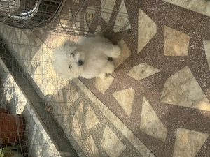 Bichon Maltez mini toy  - imagine 2