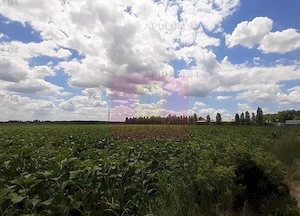 Teren 715mp în Snagov lângă Equestria - imagine 17
