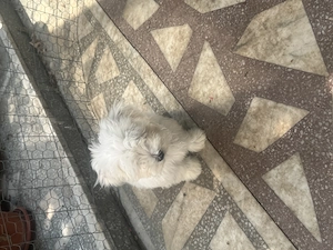 Bichon Maltez mini toy  - imagine 5