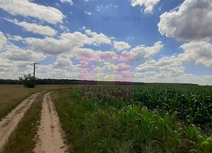 Teren 715mp în Snagov lângă Equestria - imagine 5