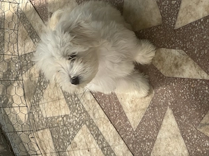Bichon Maltez mini toy  - imagine 3