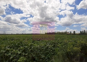 Teren 715mp în Snagov lângă Equestria - imagine 18