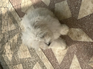Bichon Maltez mini toy  - imagine 4