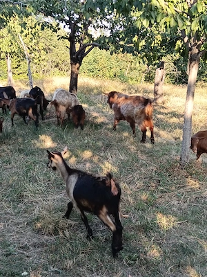 Schimb capre cu vaca .sau cu balotiera - imagine 3
