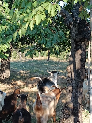 Schimb capre cu vaca .sau cu balotiera - imagine 5