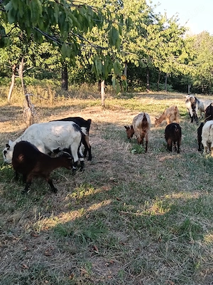 Schimb capre cu vaca .sau cu balotiera - imagine 2