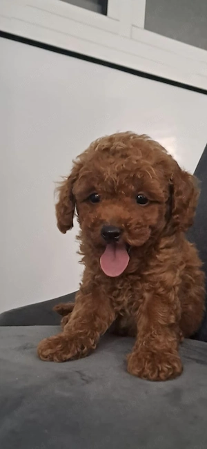 Poodle mini toy