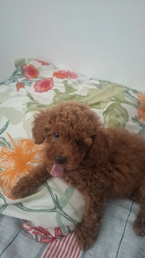 Poodle mini toy - imagine 3