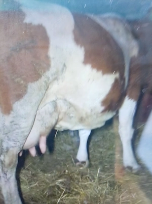 Vind vacă bună de lapte. 