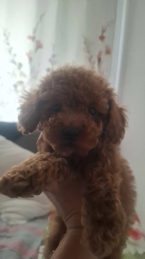 Poodle mini toy - imagine 2