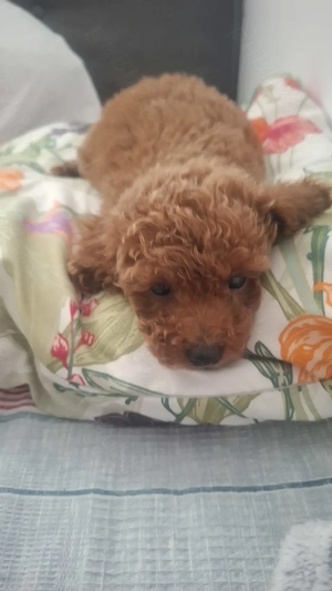 Poodle mini toy - imagine 4