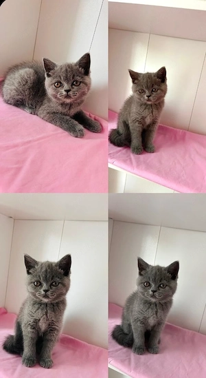 2 fetite și 1 baietel își cauta căsuța nouă  - imagine 4