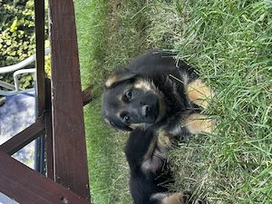Pui ciobanesc german 
